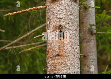 Eurasian picchio muratore (Sitta europaea), costruendo il suo nido in un picchio nero cavità, Austria, Tirolo Foto Stock