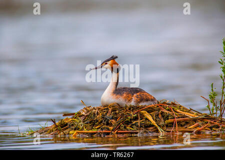 Svasso maggiore (Podiceps cristatus), allevamento sul suo nido, vista laterale, in Germania, in Baviera Foto Stock