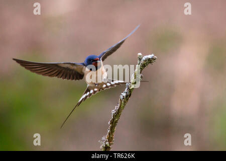 Barn swallow (Hirundo rustica), atterraggio su una filiale in Germania, in Baviera Foto Stock