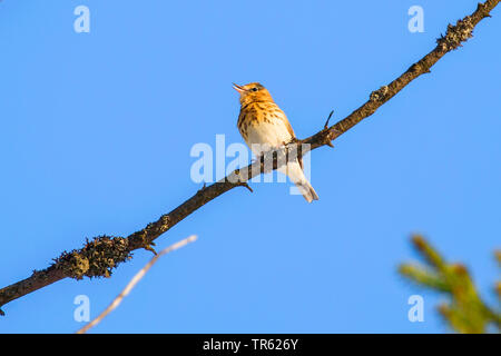 Acqua pitpit (Anthus spinoletta), seduto su un ramo e il canto, in Germania, in Baviera Foto Stock