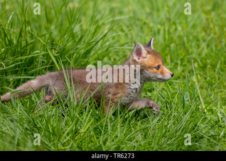 Red Fox (Vulpes vulpes vulpes), Fox cub in esecuzione attraverso l'erba alta, vista laterale, in Germania, in Baviera Foto Stock