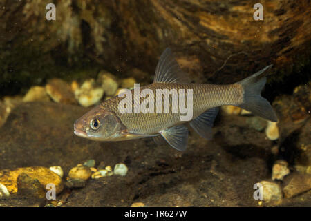 Dace (Leuciscus leuciscus), vista laterale Foto Stock