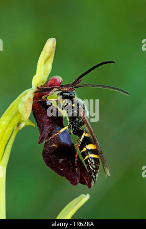 Vespe solitarie (Argogorytes mystaceus), impollinare un fly orchid, ophrys apifera, Germania Foto Stock