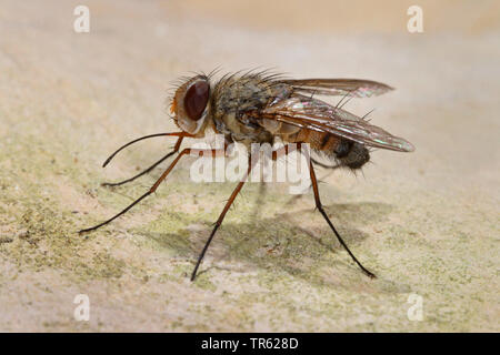 Fly parassita (Prosena siberita), imago, vista laterale, Germania Foto Stock