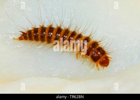 Dispensa beetle, comune coleottero dispensa, pancetta beetle (Dermestes lardarius), larva, Germania Foto Stock