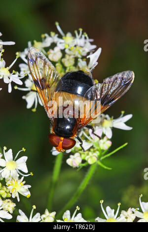 Hoverfly pellucida, volare pellucida (Volucella pellucens), su umbellifer, Germania Foto Stock