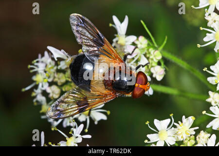 Hoverfly pellucida, volare pellucida (Volucella pellucens), su umbellifer, Germania Foto Stock