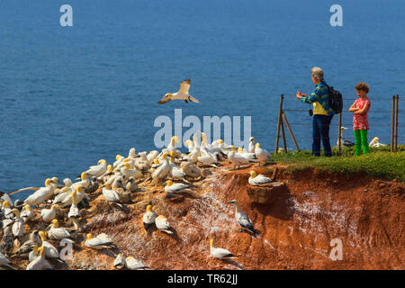 Northern gannet (Sula bassana, Morus bassanus), turisti e Northern sule su isola di Helgoland, Germania, Schleswig-Holstein, Isola di Helgoland Foto Stock