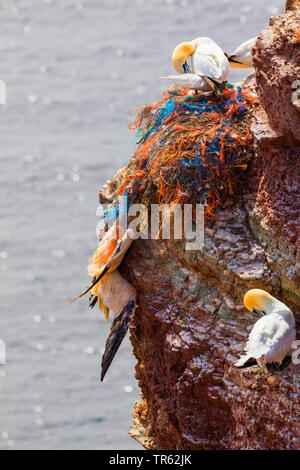 Northern gannet (Sula bassana, Morus bassanus), morto Northern Gannet in reti da pesca, Germania, Schleswig-Holstein, Isola di Helgoland Foto Stock