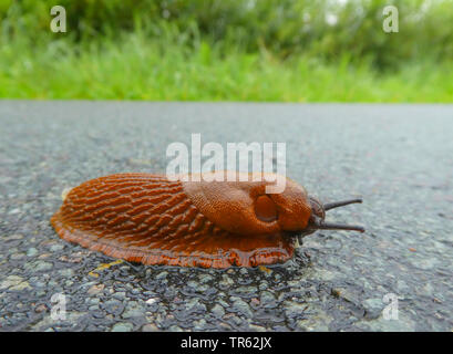 Dusky Arion, Dusky Slug, Dusky Arion Slug (Arion subfuscus, Arion fuscus), su una strada laterale, Germania, Bassa Sassonia, Frisia orientale Foto Stock