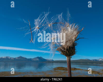 Thistle semi, Norvegia, Troms, Tromsoe Foto Stock