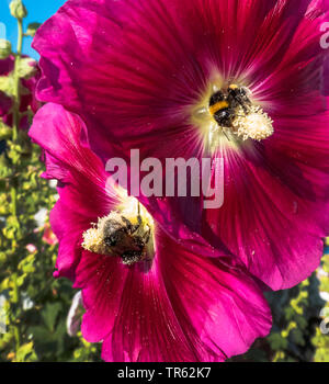 Holly hock, hollyhock (Alcea rosea, Althaea rosea), bombi su holly hock fiori, Germania, Bassa Sassonia, Frisia orientale Foto Stock