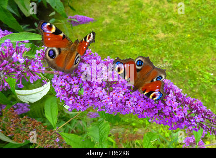 Farfalla Pavone, Europeo Peacock (Inachis io, Nymphalis io, Aglais io), sulla boccola a farfalla, Germania, Bassa Sassonia, Frisia orientale Foto Stock