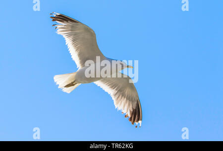 Mew gull (Larus canus), in volo, vista dal basso, Germania, Bassa Sassonia, Juist Foto Stock