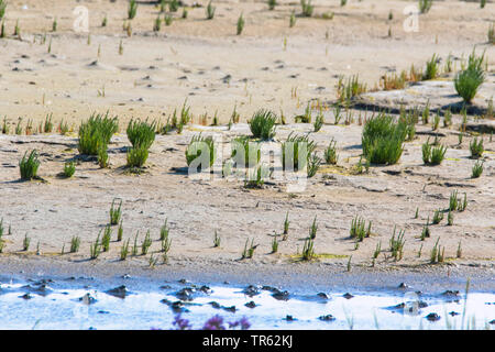 Grasswort slanciata, la salicornia, comune salicornia (Salicornia europaea agg.), nel mare di Wadden, Germania, Bassa Sassonia, Juist, Bassa Sassonia il Wadden Sea National Park Foto Stock