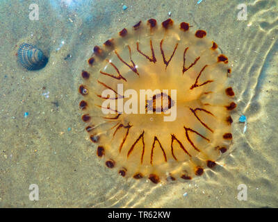 Compass meduse, rosso-nastrare medusa (Chrysaora hysoscella), in acque poco profonde in spiaggia, Germania, Bassa Sassonia, Juist Foto Stock