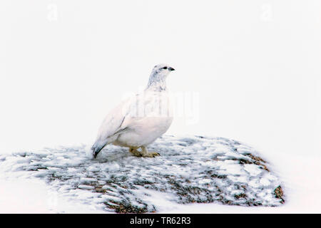 Pernice bianca, Neve di pollo (Lagopus mutus), in piedi sulla roccia congelata nel paesaggio innevato, Regno Unito, Scozia, Grafton Foto Stock