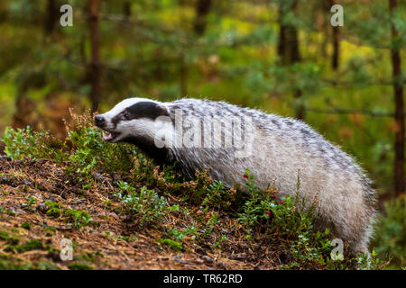 Il vecchio mondo badger, Eurasian badger (Meles meles), in piedi sul suolo della foresta e di alimentazione, Repubblica Ceca, Hlinsko Foto Stock