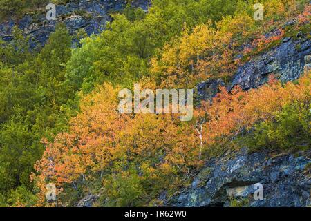 Unione aspen (Populus tremula), autunno in Norvegia del Nord, Norvegia, Troms, Kvaloeya Foto Stock