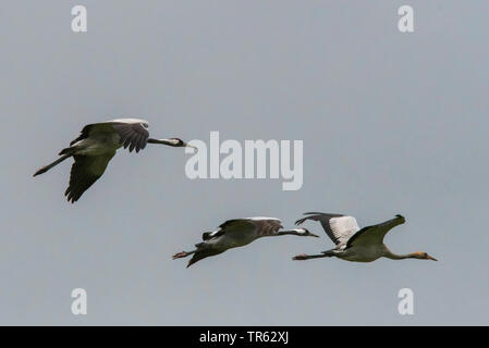 Comune, Gru Gru eurasiatica (grus grus), tre gru sbarco, Germania, Meclemburgo-Pomerania Occidentale Foto Stock