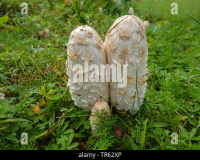 Shaggy copertura di inchiostro, Avvocato parrucca, Shaggy mane (Coprinus comatus, Coprinus ovatus), su di un prato, Norvegia, Oppland, Mageli Foto Stock