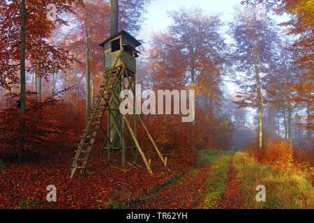 Comune di faggio (Fagus sylvatica), rialzata nascondere in una foresta di faggio al mattino, Germania, Hesse, Solms Foto Stock