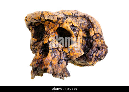 Uomo Tschad (Sahelanthropus tchadensis), cranio Foto Stock