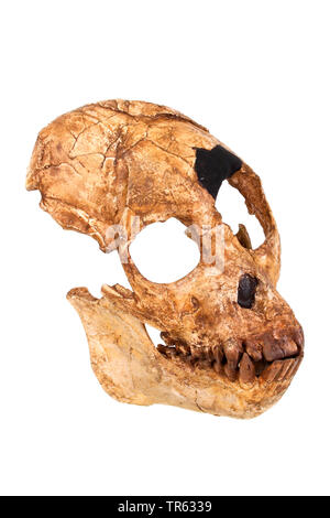 Uomo Tschad (Sahelanthropus tchadensis), cranio Foto Stock