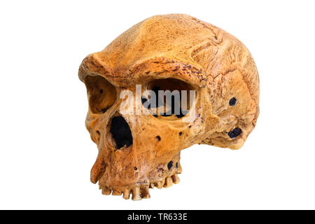 Uomo rhodesiano (Homo Heidelbergensis), cranio Foto Stock