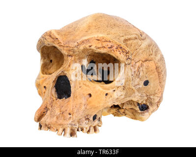 Uomo rhodesiano (Homo Heidelbergensis), cranio Foto Stock