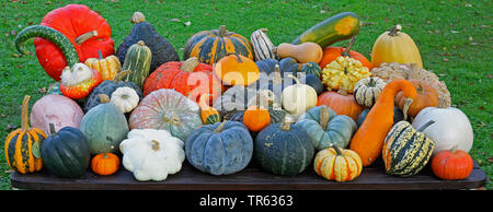 Squash (Cucurbita), diverse varietà di zucche in autunno, Germania Foto Stock