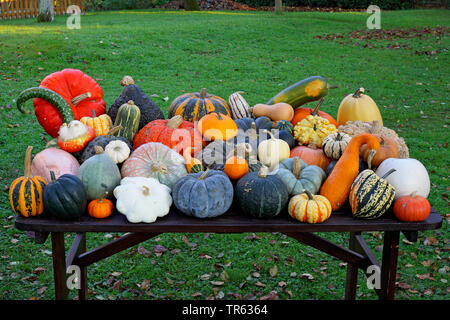 Squash (Cucurbita), diverse varietà di zucche in autunno, Germania Foto Stock