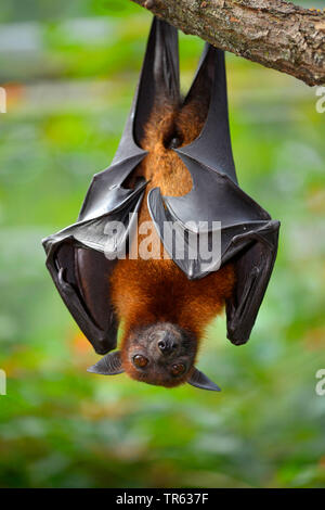 Flughund (Pteropus spec.), appeso a un ramo, Suedostasien Foto Stock