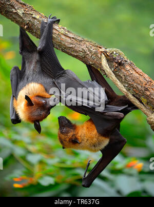 Flughund (Pteropus spec.), appeso a un ramo, Suedostasien Foto Stock