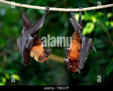 Flughund (Pteropus spec.), appeso a un ramo, Suedostasien Foto Stock