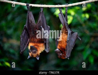 Flughund (Pteropus spec.), appeso a un ramo, Suedostasien Foto Stock