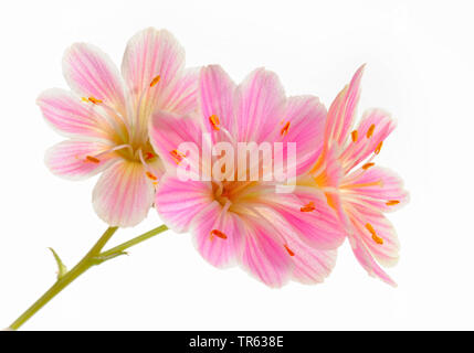 Siskiyou bitter-root (Lewisia cotiledone), fiori Foto Stock