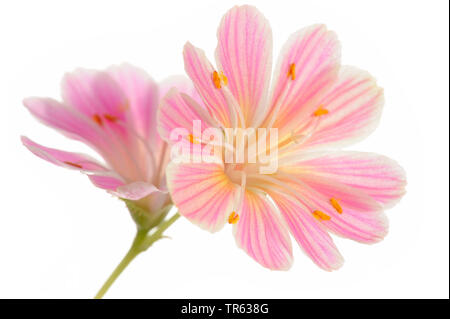 Siskiyou bitter-root (Lewisia cotiledone), fiori Foto Stock