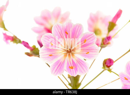 Siskiyou bitter-root (Lewisia cotiledone), infiorescenza Foto Stock