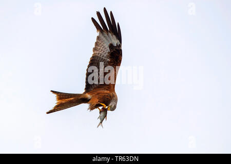 Nibbio reale (Milvus milvus), alimentazione di pesci predati in volo, Germania, Meclemburgo-Pomerania Occidentale Foto Stock