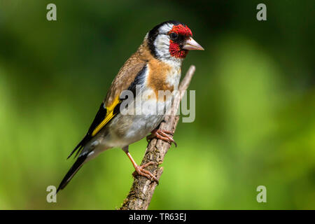Eurasian cardellino (Carduelis carduelis), seduto su un ramo morto, vista laterale, Germania, Meclemburgo-Pomerania Occidentale Foto Stock