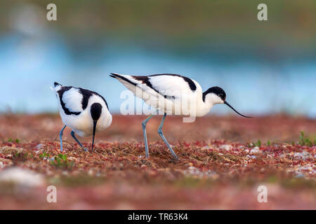 Pied avocet (Recurvirostra avosetta), due pied avocette rovistando insieme, Norvegia Foto Stock