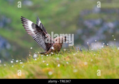 Grande skua (Stercorarius skua, Catharacta skua), sbattimenti ali in un prato in fiore, vista laterale, Norvegia Foto Stock