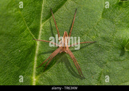 Vivaio spider web, fantastica pesca spider (Pisaura mirabilis), seduta su una foglia, vista da sopra, Germania, Meclemburgo-Pomerania Occidentale Foto Stock