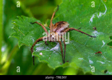 Vivaio spider web, fantastica pesca spider (Pisaura mirabilis), seduta su una foglia, Germania, Meclemburgo-Pomerania Occidentale Foto Stock