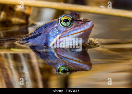 Moor frog (Rana arvalis), maschio in corrispondenza della superficie dell'acqua, Germania, Meclemburgo-Pomerania, Huetter Wohld Foto Stock