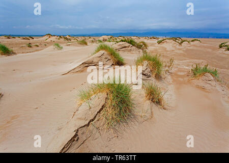 Dune di Punta del Fangar, il fiume Ebro Delta, Deltebre, Costa Dorada, Spagna, Katalonia Foto Stock