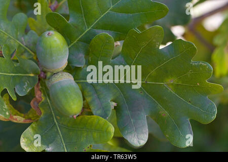 Comune di Quercia farnia, farnia (Quercus robur. Quercus pedunculata), il ramo con frutti, in Germania, in Baviera Foto Stock