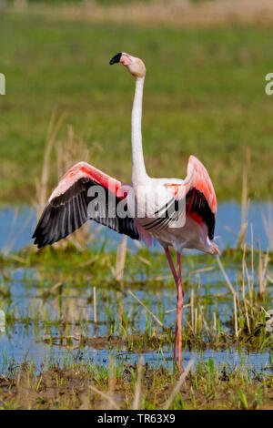 Fenicottero maggiore (Phoenicopterus roseus, Phoenicopterus ruber roseus), in una palude, Spagna, Katalonia Foto Stock