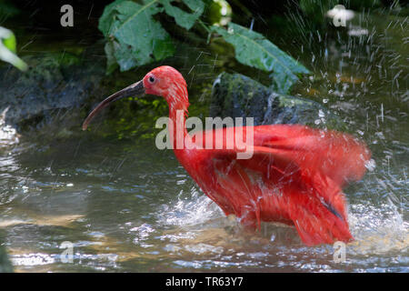 Scarlet Ibis (Eudocimus ruber), la balneazione in acque poco profonde, vista laterale Foto Stock